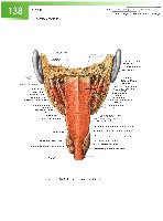 Sobotta Atlas of Human Anatomy  Head,Neck,Upper Limb Volume1 2006, page 145